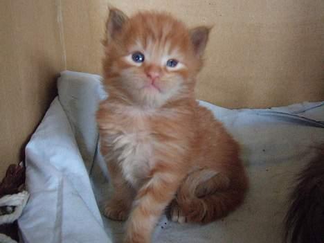 Blanding af racer  Maincoon Sigurd billede 8