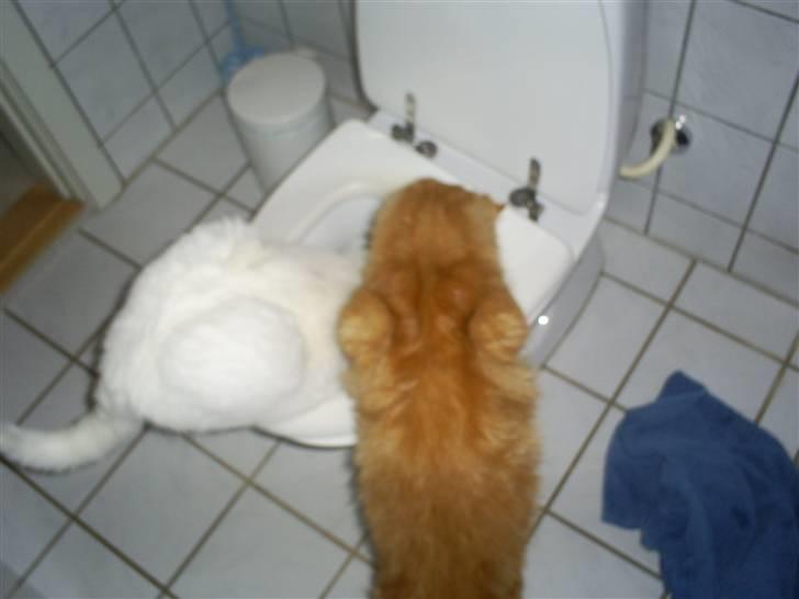 Blanding af racer  Maincoon Sigurd billede 9