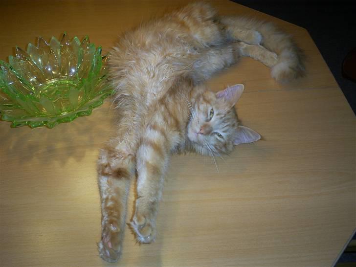 Blanding af racer  Maincoon Sigurd billede 10