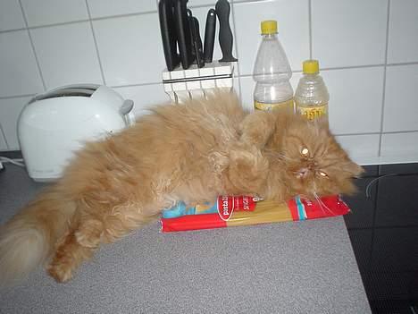 Perser Red tiger (Gizmo) - Hva skal du bruge de her pasta`er nu? billede 4
