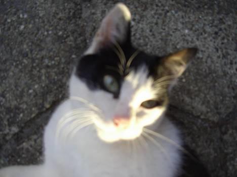 Blanding af racer KisserJebadiaSpringfield† - juli 2005 billede 1