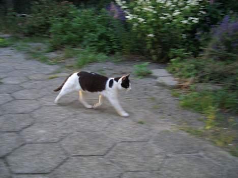 Blanding af racer KisserJebadiaSpringfield† - juli 2005 billede 2