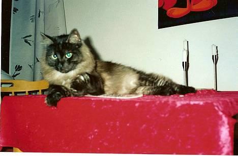 Norsk Skovkat "Muffe" 2001 -  billede 18