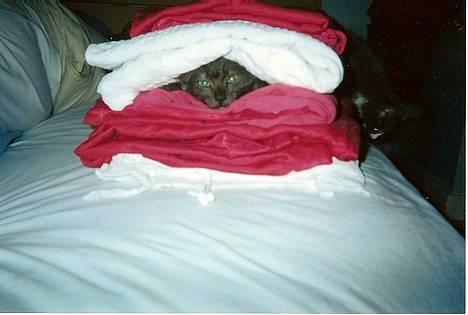 Norsk Skovkat "Muffe" 2001 -  billede 19