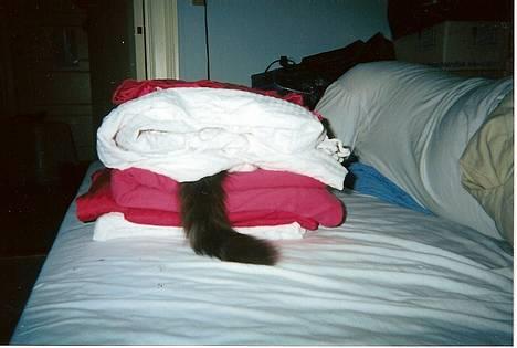 Norsk Skovkat "Muffe" 2001 -  billede 20