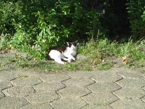 Blanding af racer KisserJebadiaSpringfield† - juli 2005 billede 3