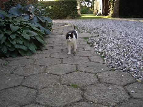 Blanding af racer KisserJebadiaSpringfield† - juli 2005 billede 4