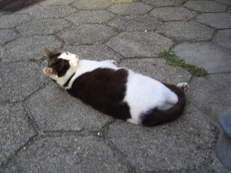 Blanding af racer KisserJebadiaSpringfield† - juli 2005 billede 5