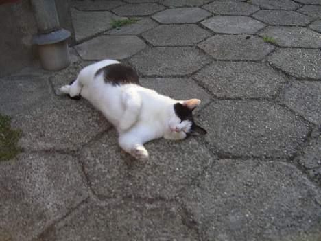 Blanding af racer KisserJebadiaSpringfield† - juli 2005 billede 6