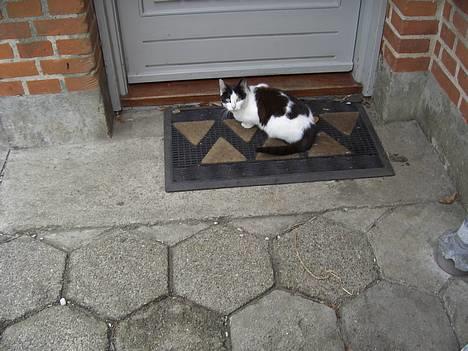 Blanding af racer KisserJebadiaSpringfield† - maj 2005 billede 7