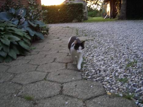 Blanding af racer KisserJebadiaSpringfield† - juli 2005 billede 8