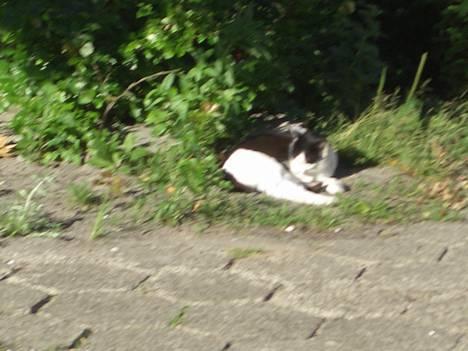 Blanding af racer KisserJebadiaSpringfield† - juli 2005 billede 9