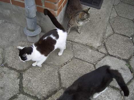 Blanding af racer KisserJebadiaSpringfield† - maj 2005 billede 10