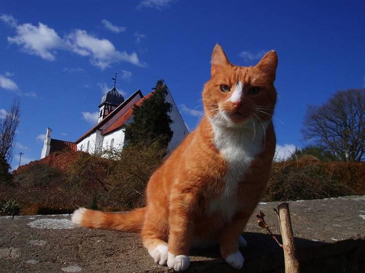 Huskat * Misser *  - Misser på kirkegårdsmuren mellem kikregården og vores have. Marts 08 billede 4