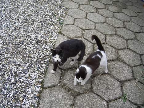 Blanding af racer KisserJebadiaSpringfield† - maj 2005 billede 11