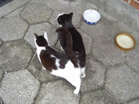 Blanding af racer KisserJebadiaSpringfield† - maj 2005 billede 12