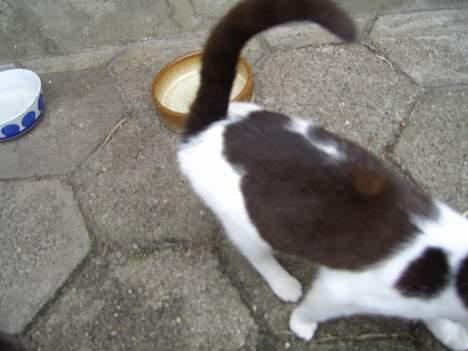 Blanding af racer KisserJebadiaSpringfield† - maj 2005 billede 13