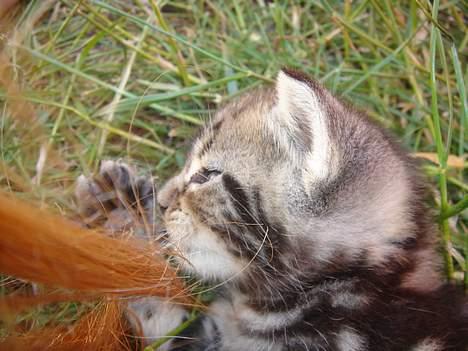 Huskat Marvin *DØD* - Fandt nogle gamle billeder af Marvin<3 billede 13