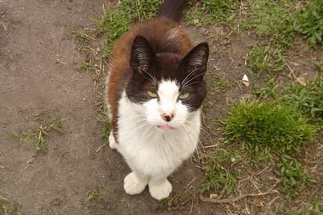 Huskat Marvin *DØD* - ^---Det er nu ikke Marvin, men Fido, vi ved ikke hvor han er, men vi er ret sikker på han er død, da han var meget syg, da han forsvandt. Så derfor har jeg sat billedet af ham ind her, som også er det eneste billede vi har af ham ;´( billede 14