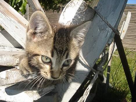 Huskat Marvin *DØD* - Synes selv at det er ret gode billeder af Marvin, ønsker bare han var i live, så vi kunne have flere billeder af ham. billede 15