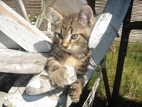 Huskat Marvin *DØD* - Sere han ikke bare skøn ud. billede 16