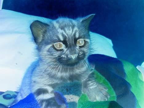 Huskat Marvin *DØD* - Det her billedet og det andet billede er nu bare lavet for sjov :D billede 17