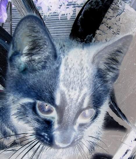 Huskat Marvin *DØD* - NEGATIVE FARVER ;P billede 18