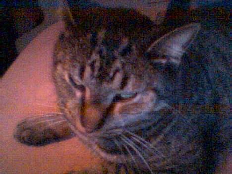 Blanding af racer Cleo billede 17