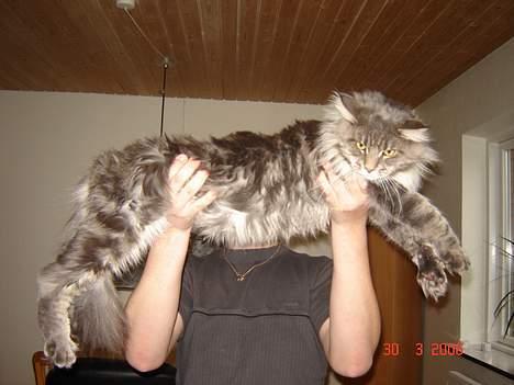 Maine Coon nightcrawler's baltazar billede 11
