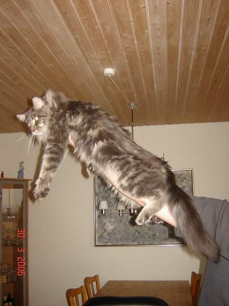 Maine Coon nightcrawler's baltazar billede 12