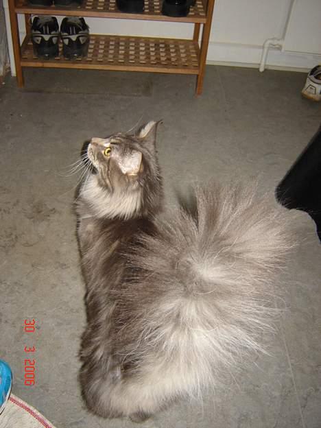 Maine Coon nightcrawler's baltazar billede 13