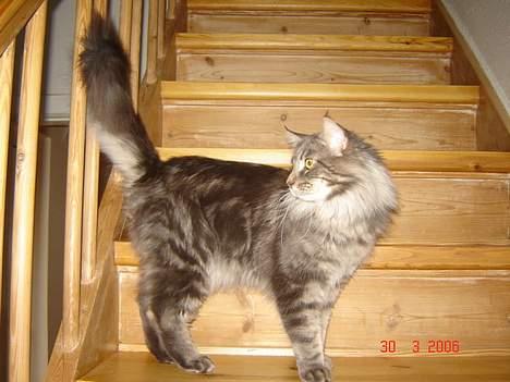 Maine Coon nightcrawler's baltazar billede 14