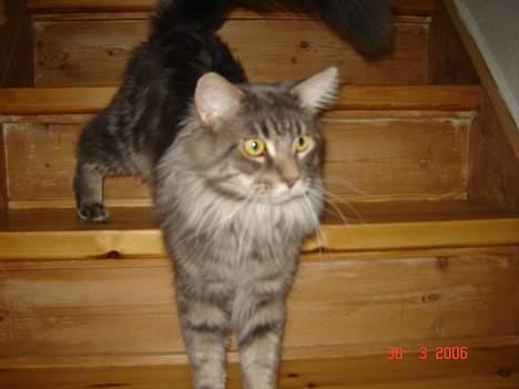 Maine Coon nightcrawler's baltazar billede 15