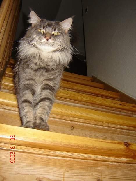 Maine Coon nightcrawler's baltazar billede 16
