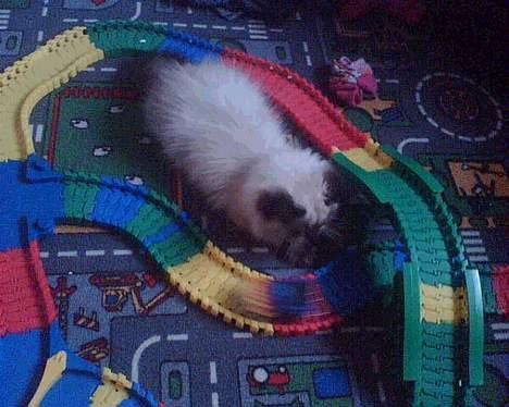 Colorpoint Loui - weeeee - en mus! eller? billede 7