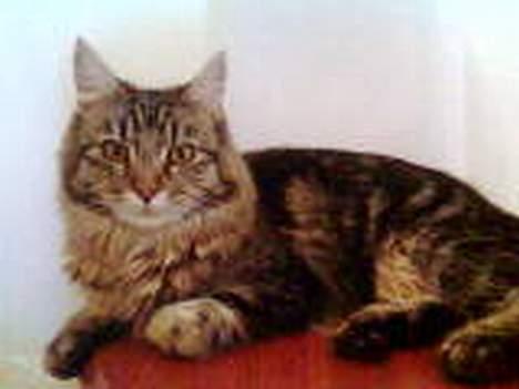 Maine Coon Uldtotten - Prinsessen herself :) billede 20