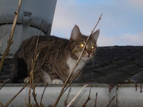 Blanding af racer FiFi - på taget billede 11