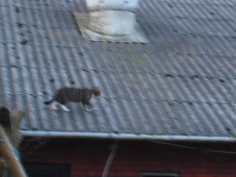 Blanding af racer FiFi - på taget billede 12