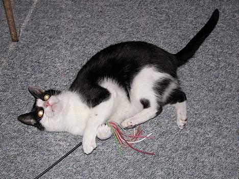 Blanding af racer Zip - Yippiiii nyt legetøj (Zip 10 år lige om lidt) billede 19