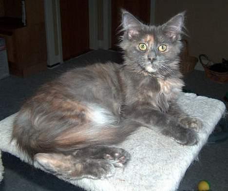 Maine Coon Wulff's Nikita billede 1