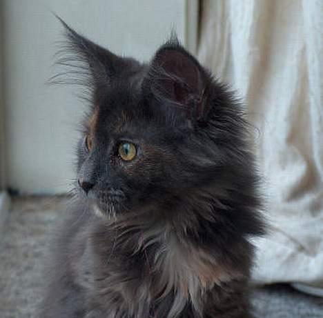 Maine Coon Wulff's Nikita billede 2