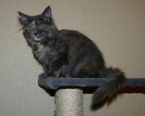 Maine Coon Wulff's Nikita billede 3