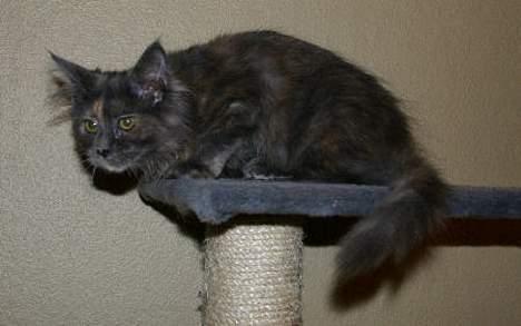 Maine Coon Wulff's Nikita billede 4