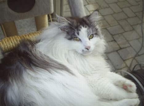 Maine Coon Alle's Felex billede 1