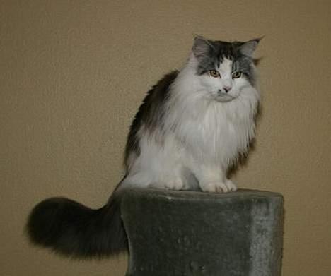 Maine Coon Alle's Felex billede 2