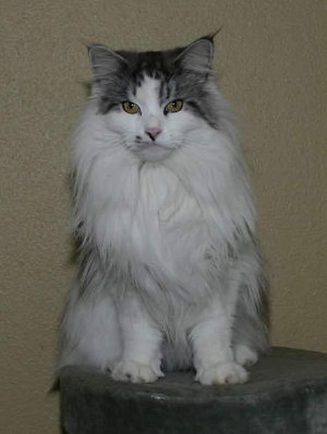 Maine Coon Alle's Felex billede 3