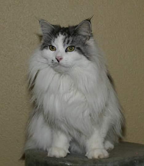 Maine Coon Alle's Felex billede 4