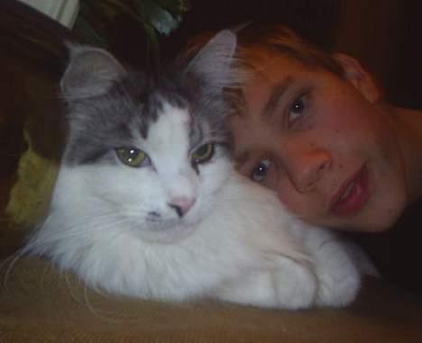 Maine Coon Alle's Felex billede 5