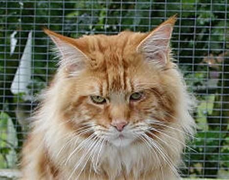 Maine Coon CountryCat`s Jason billede 1