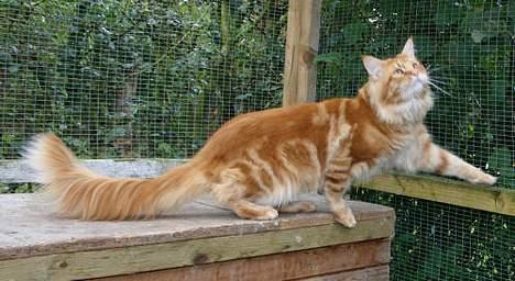 Maine Coon CountryCat`s Jason billede 2
